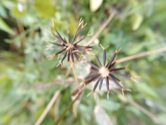 Bidens bipinnata