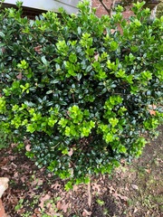 Alectryon diversifolius