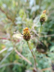 Bidens bipinnata