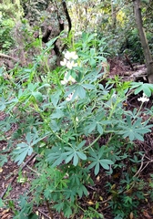 Lupinus mutabilis
