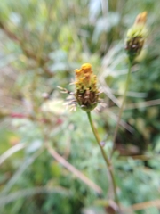 Bidens bipinnata