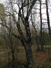 Betula pendula carelica