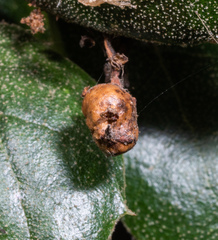 Callirhytis congregata