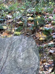 Tamiasciurus hudsonicus