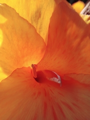 Canna × generalis