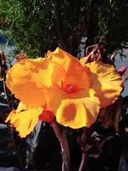 Canna × generalis