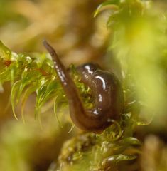 Rhynchodemus sylvaticus