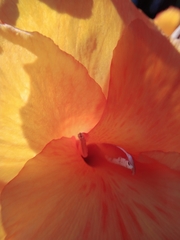 Canna × generalis