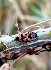 Horvathiolus guttatus