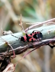 Horvathiolus guttatus