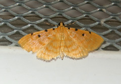Phaedropsis