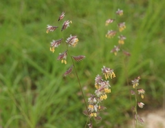 Bouteloua chondrosioides