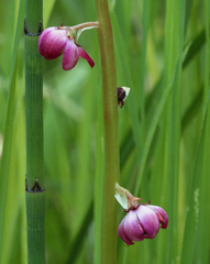 Pyrola asarifolia asarifolia