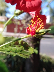 Hibiscus × archeri