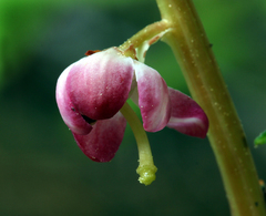 Pyrola asarifolia asarifolia