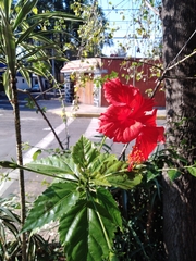 Hibiscus × archeri