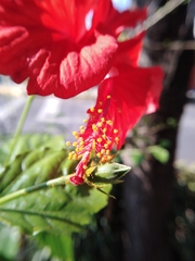 Hibiscus × archeri