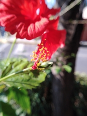 Hibiscus × archeri