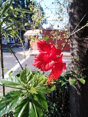 Hibiscus × archeri