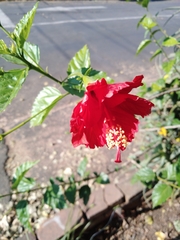 Hibiscus × archeri