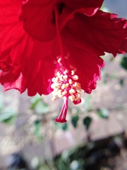 Hibiscus × archeri