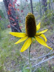 Rudbeckia glaucescens