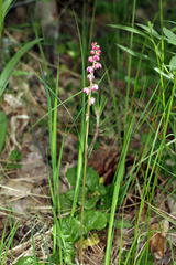 Pyrola asarifolia asarifolia