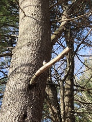 Poecile atricapillus