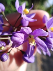 Solanum seaforthianum