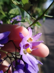 Solanum seaforthianum