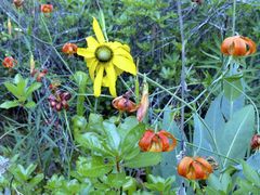 Lilium pardalinum vollmeri