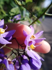 Solanum seaforthianum