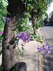 Solanum seaforthianum