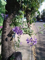 Solanum seaforthianum