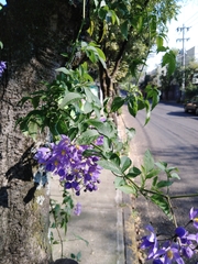 Solanum seaforthianum