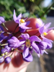 Solanum seaforthianum