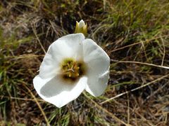 Calochortus howellii