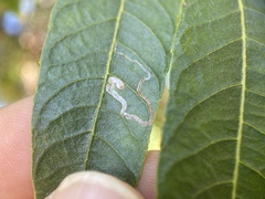 Stigmella longisacca