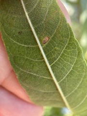 Stigmella longisacca