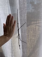 Cladomorphus trimariensis