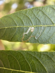 Stigmella longisacca