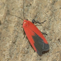 Ptychoglene coccinea