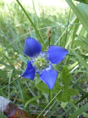 Gentiana setigera