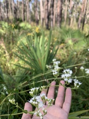 Ageratina jucunda