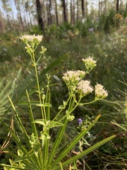 Ageratina jucunda