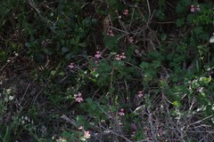 Pelargonium frutetorum
