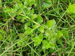 Crassula sarmentosa
