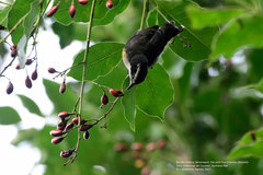 Coereba flaveola caboti