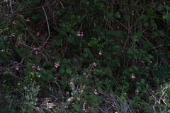 Pelargonium frutetorum