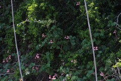 Pelargonium frutetorum